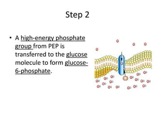 Step 2
• A high-energy phosphate
group from PEP is
transferred to the glucose
molecule to form glucose-
6-phosphate.
 