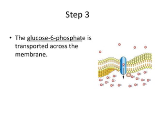 Step 3
• The glucose-6-phosphate is
transported across the
membrane.
 