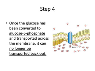 Step 4
• Once the glucose has
been converted to
glucose-6-phosphate
and transported across
the membrane, it can
no longer be
transported back out.
 