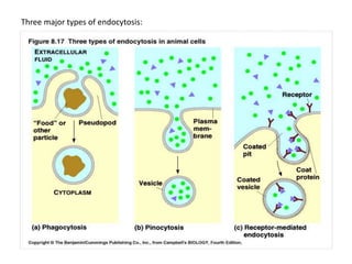 Three major types of endocytosis:
 