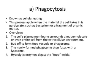 a) Phagocytosis
• Known as cellular eating
• This process apply when the material the cell takes in is
particulate, such as bacterium or a fragment of organic
matter.
• Overview:
1. The cell’s plasma membrane surrounds a macromolecule
or even entire cell from the extracellular environment.
2. Bud off to form food vacuole or phagosome.
3. The newly-formed phagosome then fuses with a
lysosome.
4. Hydrolytic enzymes digest the “food” inside.
 