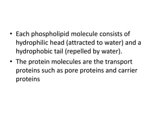 • Each phospholipid molecule consists of
hydrophilic head (attracted to water) and a
hydrophobic tail (repelled by water).
• The protein molecules are the transport
proteins such as pore proteins and carrier
proteins
 