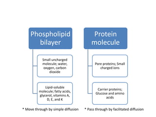 Phospholipid
bilayer
Small uncharged
molecule; water,
oxygen, carbon
dioxide
Lipid-soluble
molecule; fatty acids,
glycerol, vitamins A,
D, E, and K
Protein
molecule
Pore proteins; Small
charged ions
Carrier proteins;
Glucose and amino
acids
* Move through by simple diffusion * Pass through by facilitated diffusion
 