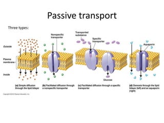Passive transport
Three types:
 