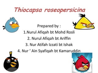Thiocapsa roseopersicina

             Prepared by :
     1.Nurul Afiqah bt Mohd Rosli
       2. Nurul Afiqah bt Ariffin
      3. Nur Atifah Izzati bt Ishak
 4. Nur ‘ Ain Syafiqah bt Kamaruddin
 