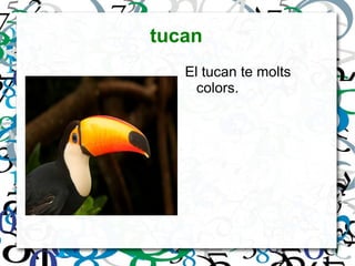 tucan ,[object Object]