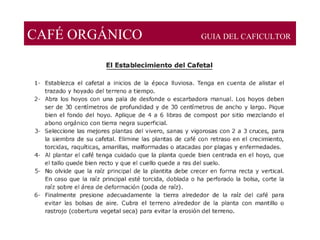 CAFÉ ORGÁNICO GUIA DEL CAFICULTOR
 