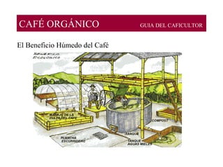 CAFÉ ORGÁNICO GUIA DEL CAFICULTOR
El Beneficio Húmedo del Café
 