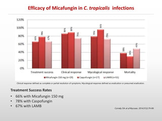 Clinical response defined as complete or partial resolution of symptoms. Mycological response defined as eradication or presumed eradication.
Treatment Success Rates
• 66% with Micafungin 150 mg
• 78% with Caspofungin
• 67% with LAMB Cornely OA et al Mycoses. 2014;57(2):79-89.
Efficacy of Micafungin in C. tropicalis infections
 
