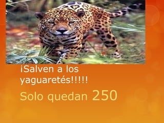 ¡Salven a los
yaguaretés!!!!!
Solo quedan 250
 