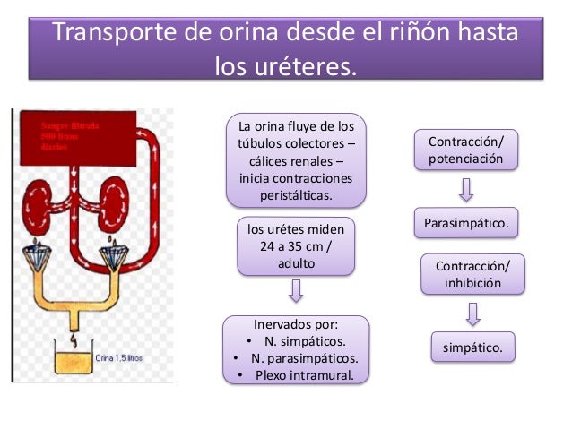 Transporte de orina desde el riÃ±Ã³n hasta los urÃ©teres. La orina fluye de los tÃºbulos colectores â cÃ¡lices renales â inicia...