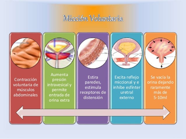 Resultado de imagen para La micción voluntaria
