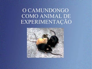 O CAMUNDONGO  COMO ANIMAL DE EXPERIMENTAÇÃO 
