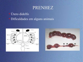 PRENHEZ Útero didelfo Difículdades em alguns animais 