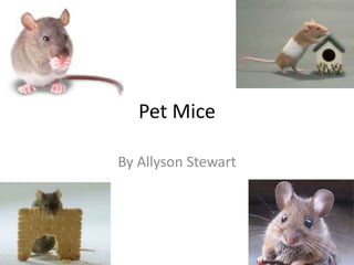 Pet Mice
By Allyson Stewart
 