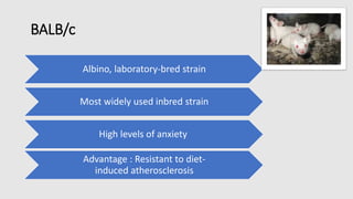 Mice as an experimental animal | PPTX