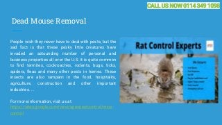 Dead Mouse Removal
People wish they never have to deal with pests, but the
sad fact is that these pesky little creatures h...