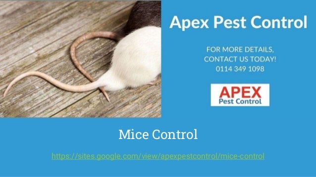 Mice Control
https://sites.google.com/view/apexpestcontrol/mice-control
 