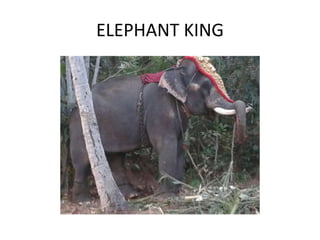 ELEPHANT KING 
 