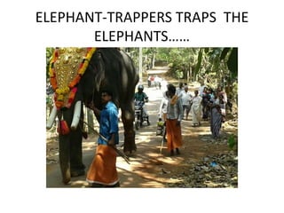 ELEPHANT-TRAPPERS TRAPS THE 
ELEPHANTS…… 
 