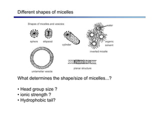 Different shapes of micelles
What determines the shape/size of micelles...?
• Head group size ?
• ionic strength ?
• Hydrophobic tail?
 
