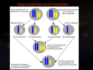 Origen esquemático de las Aneuploidias 