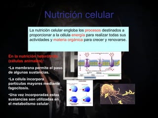 Nutrición celular La nutrición celular engloba los  procesos  destinados a proporcionar a la célula  energía  para realizar todas sus actividades y  materia orgánica  para crecer y renovarse.  En la nutrición heterótrofa (células animales): La membrana permite el paso de algunas sustancias. La célula incorpora partículas mayores mediante fagocitosis. Una vez incorporadas estas sustancias son utilizadas en el metabolismo celular . 
