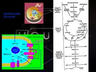 RESPIRACION CELULAR 