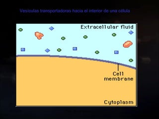 20/09/10 Prof.  Angel Bravo A Vesículas transportadoras hacia el interior de una célula 