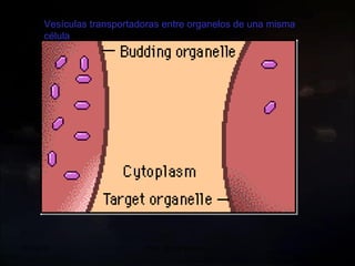 20/09/10 Prof.  Angel Bravo A Vesículas transportadoras entre organelos de una misma célula 