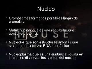20 de sep de 2010 Prof.  Angel Bravo A. Núcleo Cromosomas formados por fibras largas de cromatina Matriz nuclear que es una red fibrilar que contiene proteínas Nucleolos que son estructuras amorfas que sirven para sintetizar RNA ribosómico Nucleoplasma que es una sustancia líquida en la cual se disuelven los solutos del núcleo  
