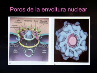 20 de sep de 2010 Prof.  Angel Bravo A. Poros de la envoltura nuclear 