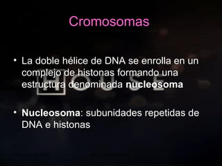 20 de sep de 2010 Prof.  Angel Bravo A. Cromosomas   La doble hélice de DNA se enrolla en un complejo de histonas formando una estructura denominada  nucleosoma Nucleosoma : subunidades repetidas de DNA e histonas 