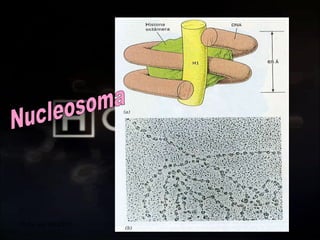 20 de sep de 2010 Prof.  Angel Bravo A. Nucleosoma 