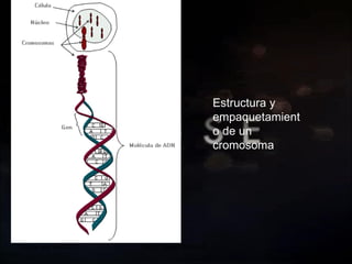 20 de sep de 2010 Prof.  Angel Bravo A. Estructura y empaquetamiento de un cromosoma 