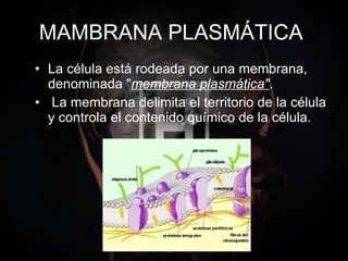 MAMBRANA PLASMÁTICA . La célula está rodeada por una membrana, denominada " membrana plasmática" . La membrana delimita el territorio de la célula y controla el contenido químico de la célula. 