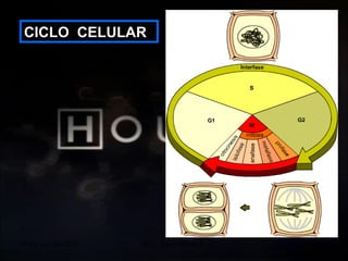 20 de sep de 2010 Prof.  Angel Bravo A. CICLO  CELULAR 