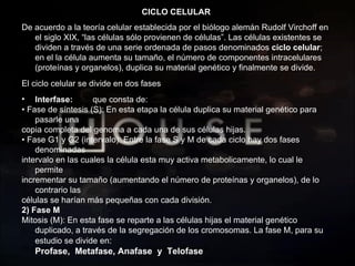 20 de sep de 2010 Prof.  Angel Bravo A. CICLO CELULAR De acuerdo a la teoría celular establecida por el biólogo alemán Rudolf Virchoff en el siglo XIX, “las células sólo provienen de células”. Las células existentes se dividen a través de una serie ordenada de pasos denominados  ciclo celular ; en el la célula aumenta su tamaño, el número de componentes intracelulares (proteínas y organelos), duplica su material genético y finalmente se divide. El ciclo celular se divide en dos fases Interfase:   que consta de: •  Fase de síntesis (S): En esta etapa la célula duplica su material genético para pasarle una copia completa del genoma a cada una de sus células hijas. •  Fase G1 y G2 (intervalo): Entre la fase S y M de cada ciclo hay dos fases denominadas intervalo en las cuales la célula esta muy activa metabolicamente, lo cual le permite incrementar su tamaño (aumentando el número de proteínas y organelos), de lo contrario las células se harían más pequeñas con cada división. 2) Fase M Mitosis (M): En esta fase se reparte a las células hijas el material genético duplicado, a través de la segregación de los cromosomas. La fase M, para su estudio se divide en : Profase,  Metafase, Anafase  y  Telofase 