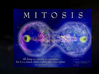 20 de sep de 2010 Prof.  Angel Bravo A. REPRODUCCION  CELULAR 