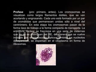 20 de sep de 2010 Prof.  Angel Bravo A. Profase  ( pro : primero, antes). Los cromosomas se visualizan como largos filamentos dobles, que se van acortando y engrosando. Cada uno está formado por un par de cromátidas que permanecen unidas sólo a nivel del centrómero. En esta etapa los cromosomas pasan de la forma laxa de trabajo a la forma compacta de transporte. La envoltura nuclear se fracciona en una serie de cisternas que ya no se distinguen del RE, de manera que se vuelve invisible con el microscopio óptico. También los nucleolos desaparecen, se dispersan en el citoplasma en forma de ribosomas.  FASES  DE LA  MITOSIS 