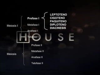 20 de sep de 2010 Prof.  Angel Bravo A. Fases  de  la  Meiosis Meiosis I Meiosis  II Profase I Metafase I Anafase I Telofase I Profase II Metafase II Anafase II Telofase II LEPTOTENO CIGOTENO PAQUITENO DIPLOTENO DIACINESIS 
