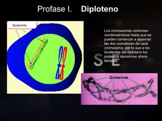 20 de sep de 2010 Prof.  Angel Bravo A. Profase I.  Diploteno Quiasmas Los cromosomas continúan condensándose hasta que se pueden comenzar a observar las dos cromátidas de cada cromosoma, por lo que a los bivalentes del diploteno los podemos denominar ahora tétradas. 