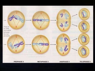 20 de sep de 2010 Prof.  Angel Bravo A. 