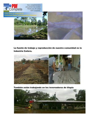 La fuente de trabajo y reproducción de nuestra comunidad es la
Industria Cañera.
También están trabajando en los invernaderos de tilapia
 