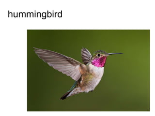 hummingbird
 