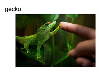 gecko
 