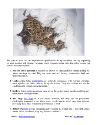 Website - wecleanpestcontrol.ca Phone No. - 587-990-3330
The types of pests that can be particularly problematic during the winter can vary depending
on your location and climate. However, some common winter pests that often require pest
control measures include:
1. Rodents (Mice and Rats): Rodents are known for seeking shelter indoors during the
winter to escape the cold. They can cause structural damage, contaminate food, and
transmit diseases.
2. Cockroaches: While cockroaches are generally associated with warmer climates,
some species can thrive indoors during the winter. They are resilient and can be
challenging to control once established.
3. Spiders: Some spider species are more active during the winter months, and they may
enter homes seeking warmth.
4. Bed Bugs: Bed bugs are a year-round problem, but they can be particularly
challenging to control in the winter when people tend to spend more time indoors,
providing these pests with more opportunities to feed.
5. Ants: Certain ant species can remain active during the winter, and if they find a food
source inside your home, they may become a nuisance.
 