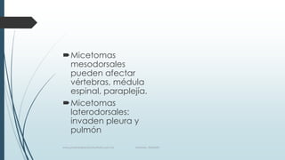 Micetomas
mesodorsales
pueden afectar
vértebras, médula
espinal, paraplejía.
Micetomas
laterodorsales:
invaden pleura y
pulmón
www.pharmedsolutionsinstitute.com.mx Informes. 36246001
 