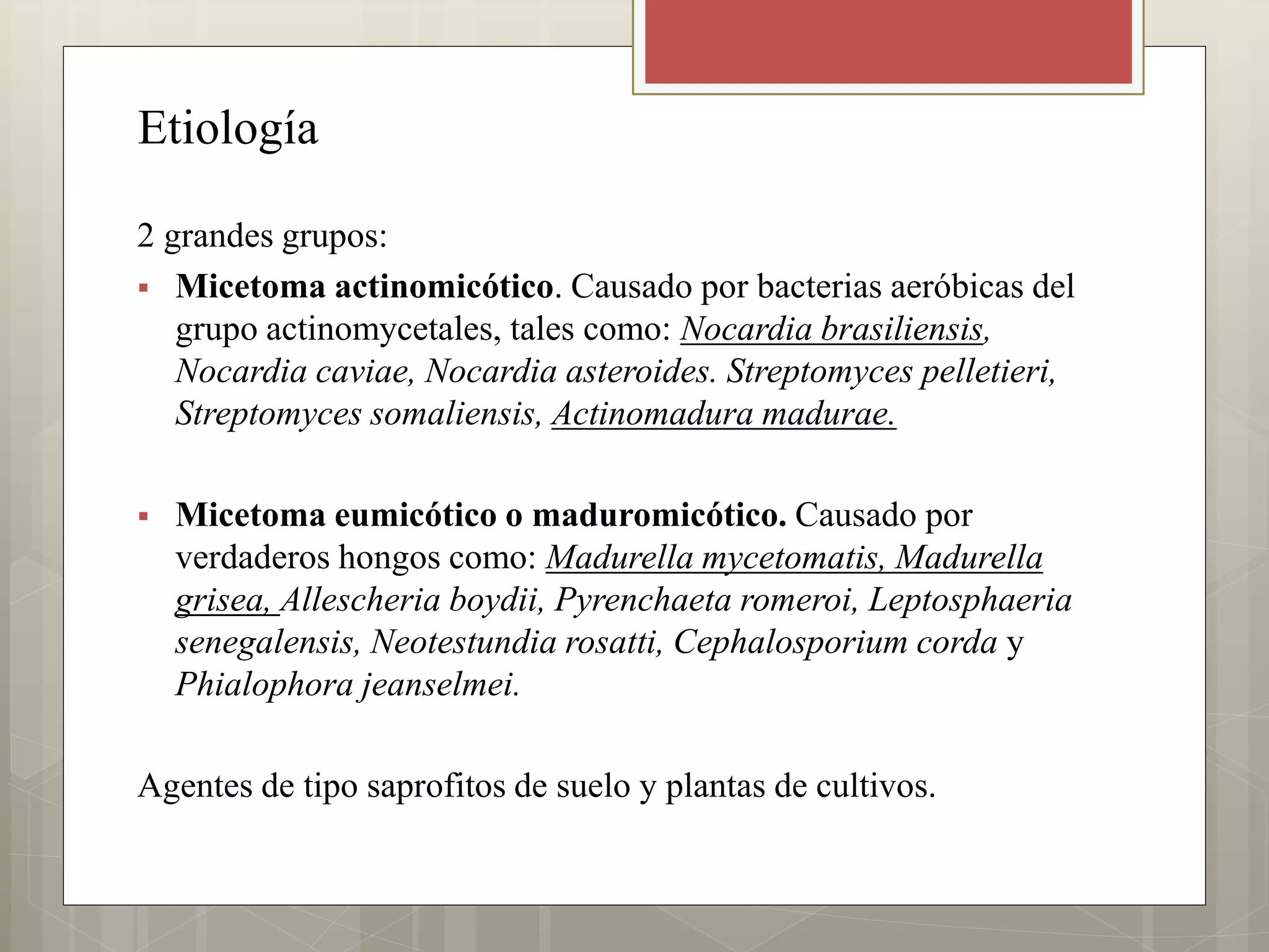 Etiología
2 grandes grupos:
 Micetoma actinomicótico. Causado por bacterias aeróbicas del
grupo actinomycetales, tales como: Nocardia brasiliensis,
Nocardia caviae, Nocardia asteroides. Streptomyces pelletieri,
Streptomyces somaliensis, Actinomadura madurae.
 Micetoma eumicótico o maduromicótico. Causado por
verdaderos hongos como: Madurella mycetomatis, Madurella
grisea, Allescheria boydii, Pyrenchaeta romeroi, Leptosphaeria
senegalensis, Neotestundia rosatti, Cephalosporium corda y
Phialophora jeanselmei.
Agentes de tipo saprofitos de suelo y plantas de cultivos.
 
