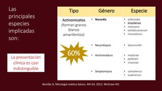 Tipo Género Especie
Actinomicetos
(forman granos
blanco
amarillentos)
• Nocardia • asteroides
• brasiliensis
• mexicana
• otitidiscaviarum
• trasvalensis
• Nocardiopsis • dassonvillei
• Actinomadura • madurae
• pelletieri
• vinaceae
• Streptomyces • somaliensis
• sudanensis
60%
La presentación
clínica es casi
indistinguible
Las
principales
especies
implicadas
son:
Bonifaz A. Micología médica básica. 4th Ed. 2012. McGraw Hill.
 